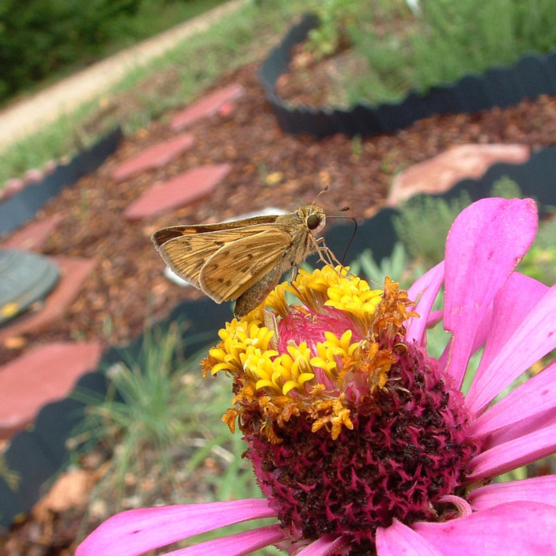 Fiery skipper