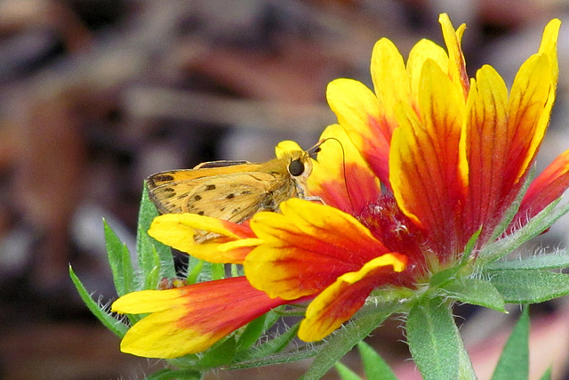 Fiery Skipper