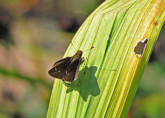 One of the closed wing skippers