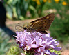 Fiery Skipper