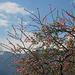 20100126-0618 Prunus cerasoides D.Don