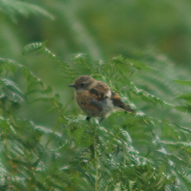 Stonechat