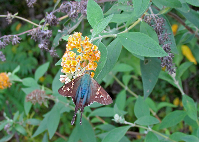 Long-tailed Skipper