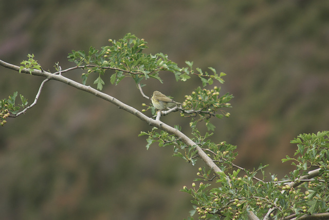 Willow warbler