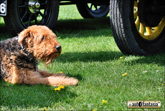 Dogs At Car Shows