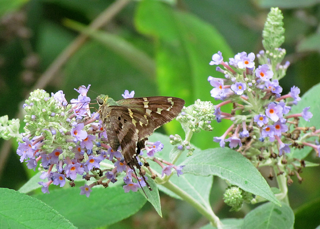 Long-tailed Skipper