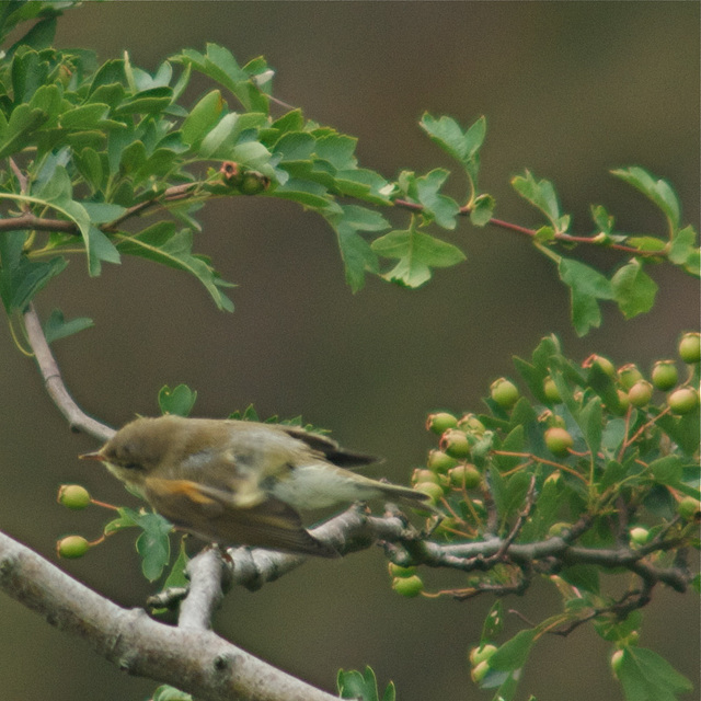 Willow warbler