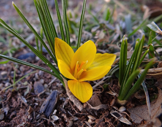 The 1st Yellow Crocus 14-2-14