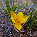 The 1st Yellow Crocus 14-2-14