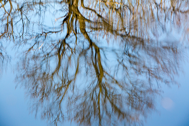 20140310 0843VRAw [D-E] Spiegelung, Gruga-Park, Essen