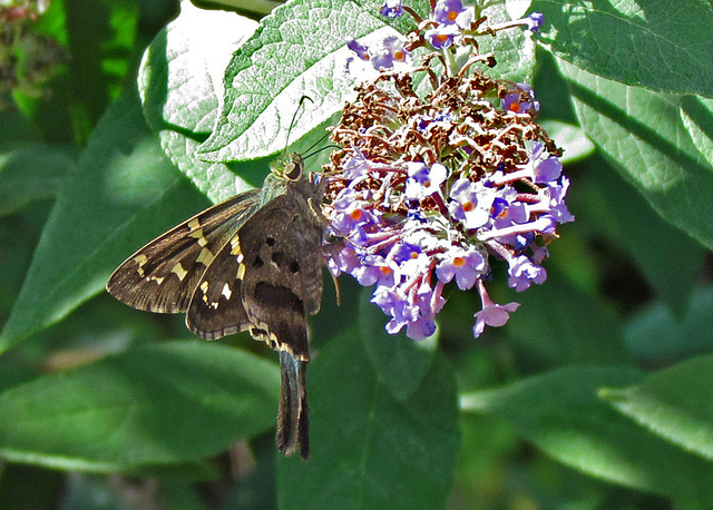 Long-tailed Skipper