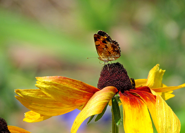 Pearl Crescent