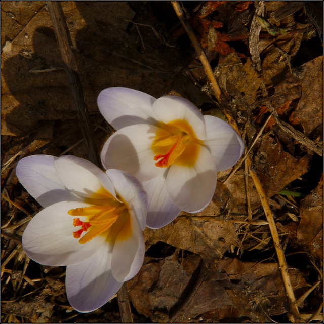 Today We've Got Crocuses ...
