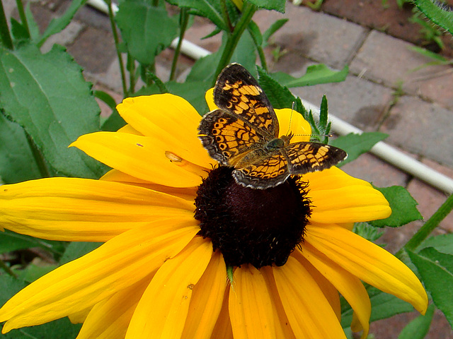 Pearl Crescent