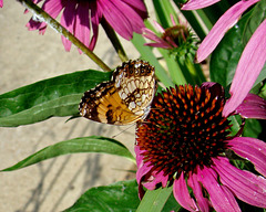 Silvery Checkerspot