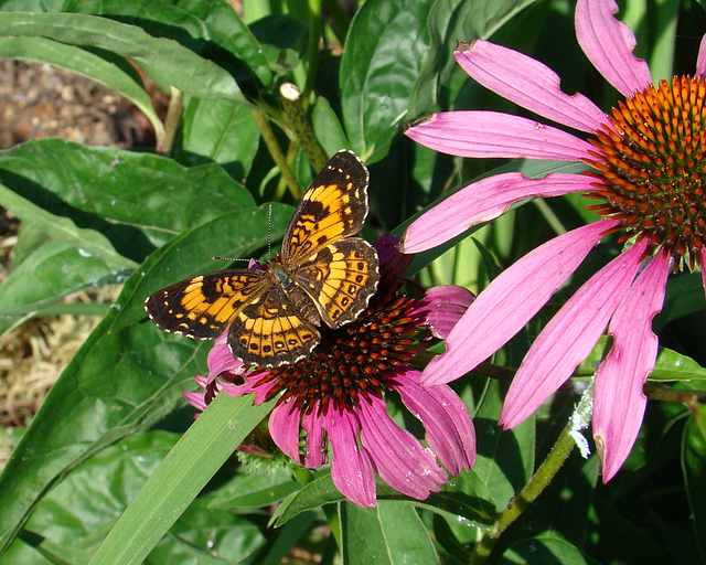 Silvery Checkerspot