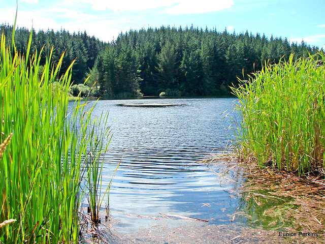 Through the reeds