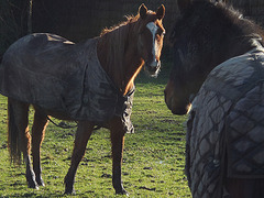 un cheval peut en cacher un autre