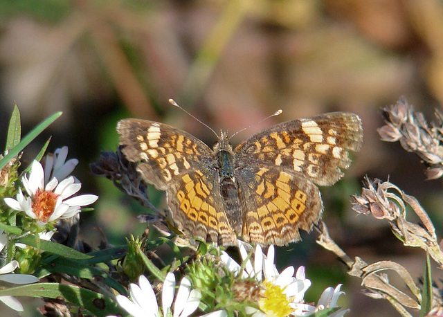 Pearl Crescent