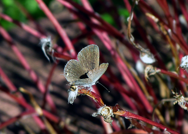 Eastern Tailed-blue Butterfly