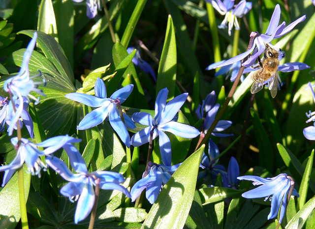 Blausternchen mit Biene