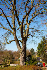 20140310 0832VRAw [D-E] Baum, Gruga-Park, Essen