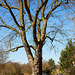 20140310 0832VRAw [D-E] Baum, Gruga-Park, Essen