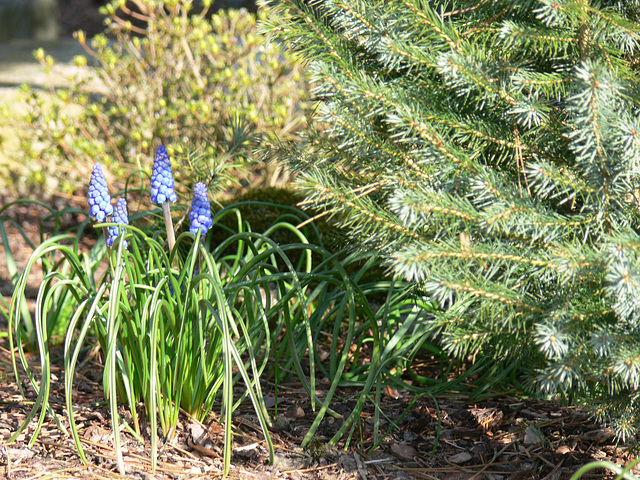 Frühlingsboten