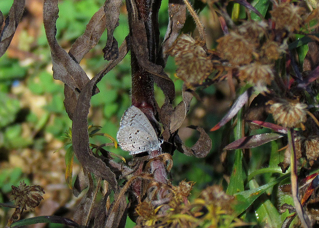 Spring Azure