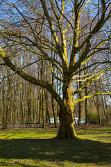 20140310 0830VRAw [D-E] Baum, Gruga-Park, Essen