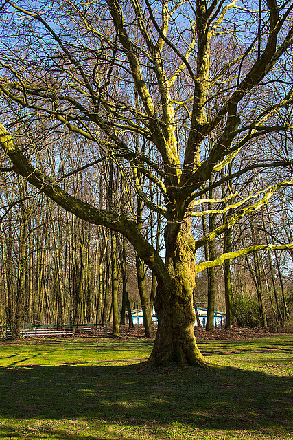 20140310 0830VRAw [D-E] Baum, Gruga-Park, Essen