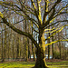 20140310 0830VRAw [D-E] Baum, Gruga-Park, Essen