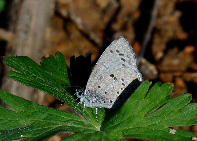 Spring Azure