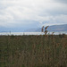 Lac Prespa, 2