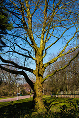 20140310 0829VRAw [D-E] Baum, Gruga-Park, Essen