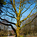 20140310 0829VRAw [D-E] Baum, Gruga-Park, Essen