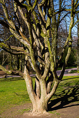 20140310 0828VRAw [D-E] Baum, Gruga-Park, Essen