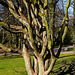 20140310 0828VRAw [D-E] Baum, Gruga-Park, Essen