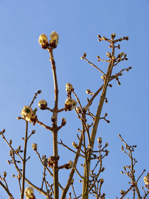 Kastanienzweige mit Knospen