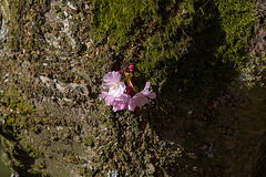 20140310 0827VRAw [D-E] Baum, Gruga-Park, Essen