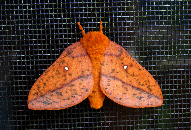 Spiny Oakworm Moth