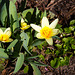 20140310 0826VRAw [D-E] Kleine Sterntulpe (Tulipa dasystemon), Gruga-Park, Essen