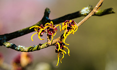 20140310 0825VRAw [D-E] Zaubernuss, Gruga-Park, Essen