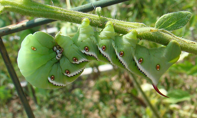 Tobacco hornworm