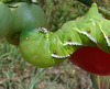 Tobacco hornworm