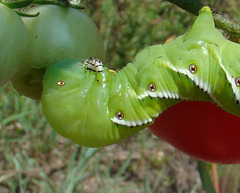 Tobacco hornworm