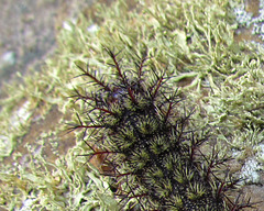 Buck Moth Caterpillar