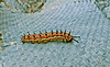 Variegated Fritillary Larva