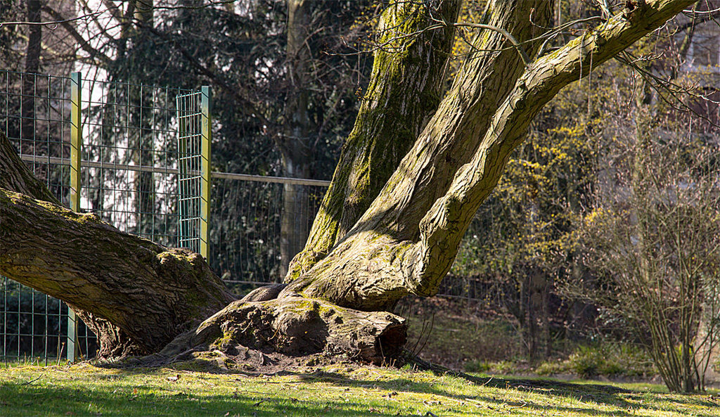 20140310 0822VRAw [D-E] Baum, Gruga-Park, Essen