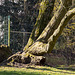 20140310 0822VRAw [D-E] Baum, Gruga-Park, Essen